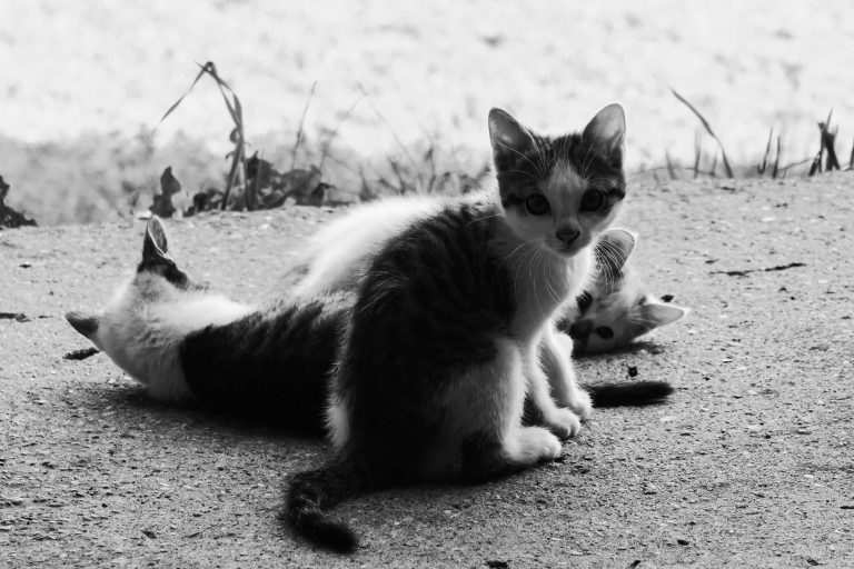 Naturidyll_Hotel_Presslauer_Babykatzen-768x512