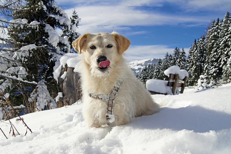 Winterrelax Hund